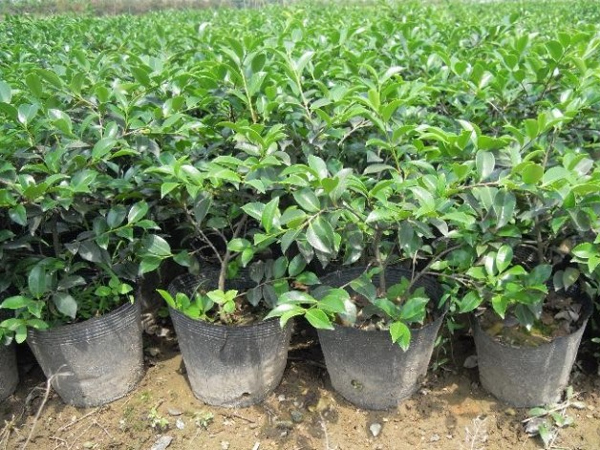 茶梅苗-金华专业种植基地